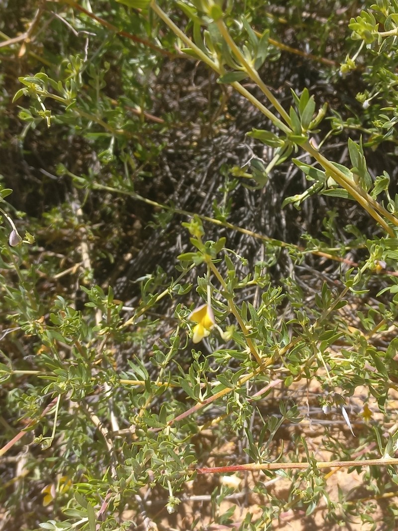 Aspalathus lanata photo 2
