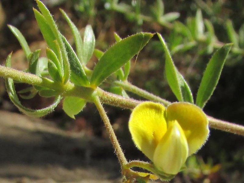 Aspalathus lanata photo 3