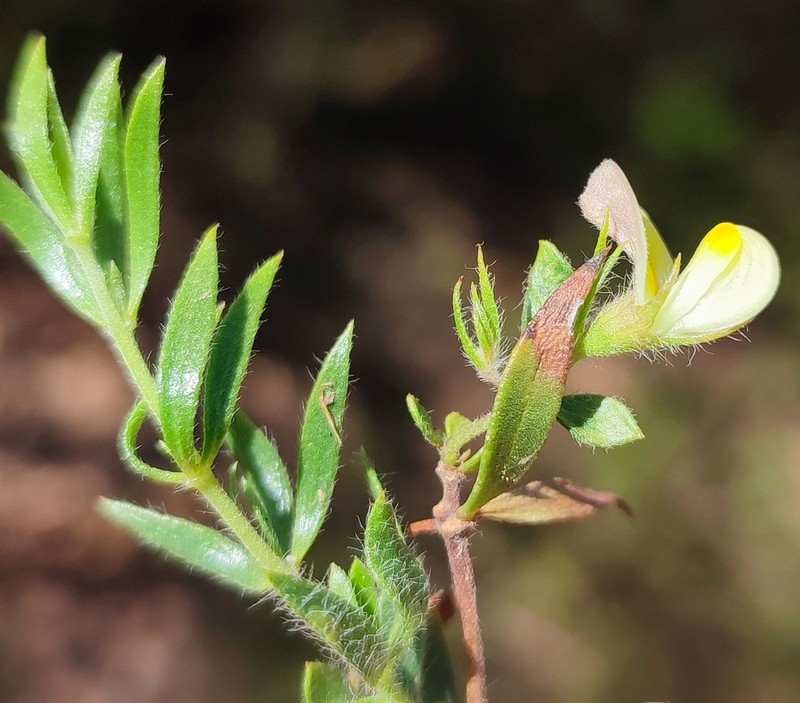 Aspalathus lanata photo 4