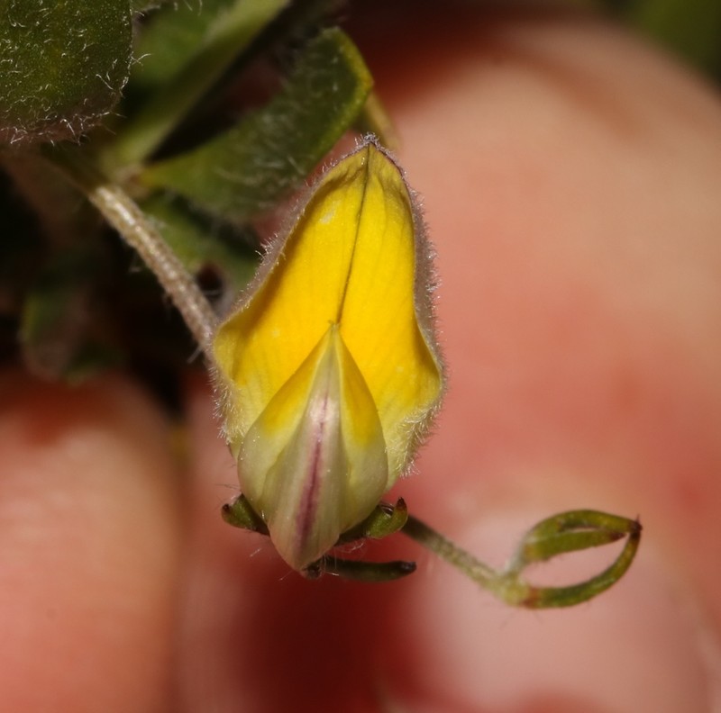 Aspalathus lanata photo 5