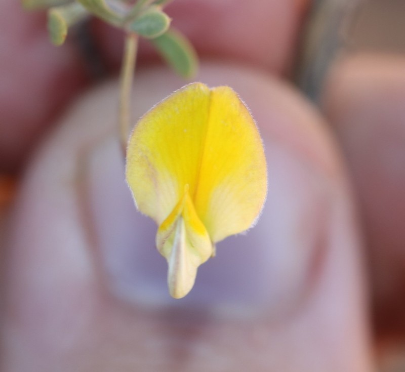 Aspalathus lanata photo 6