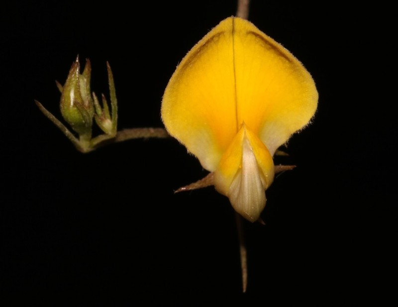 Aspalathus lanata photo 8