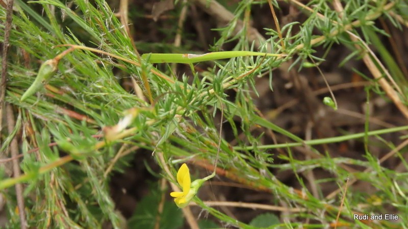 Aspalathus lanceicarpa