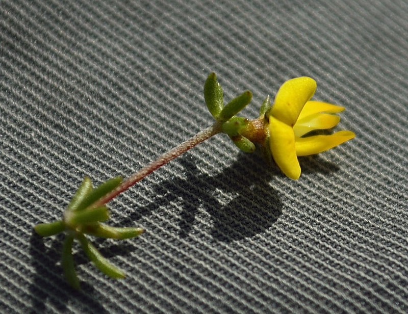Aspalathus lanceicarpa photo 3