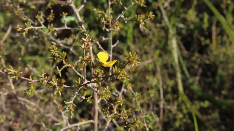 Aspalathus lanceicarpa photo 4