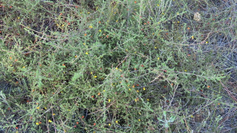 Aspalathus lanceicarpa photo 5