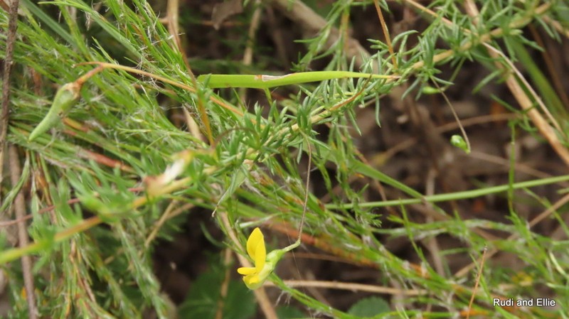Aspalathus lanceicarpa photo 6