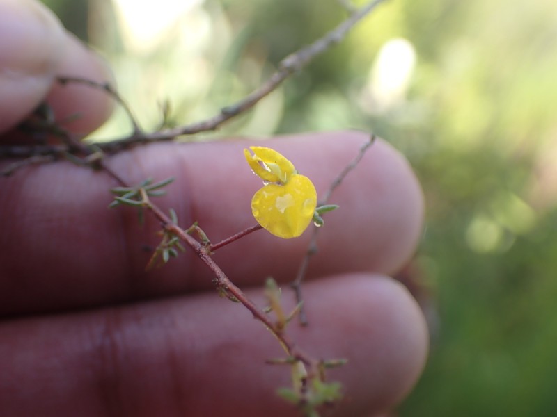 Aspalathus lanceicarpa photo 7