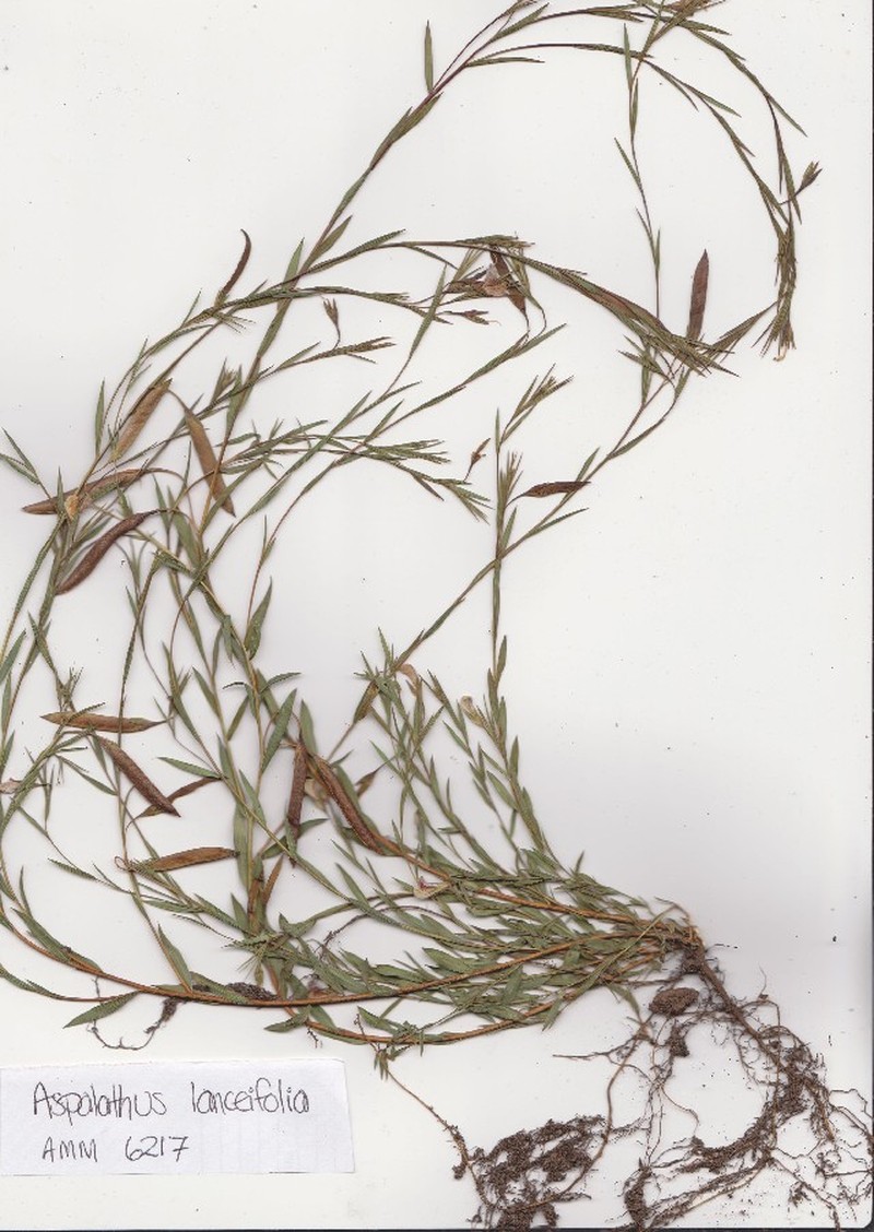 Aspalathus lanceifolia photo 2