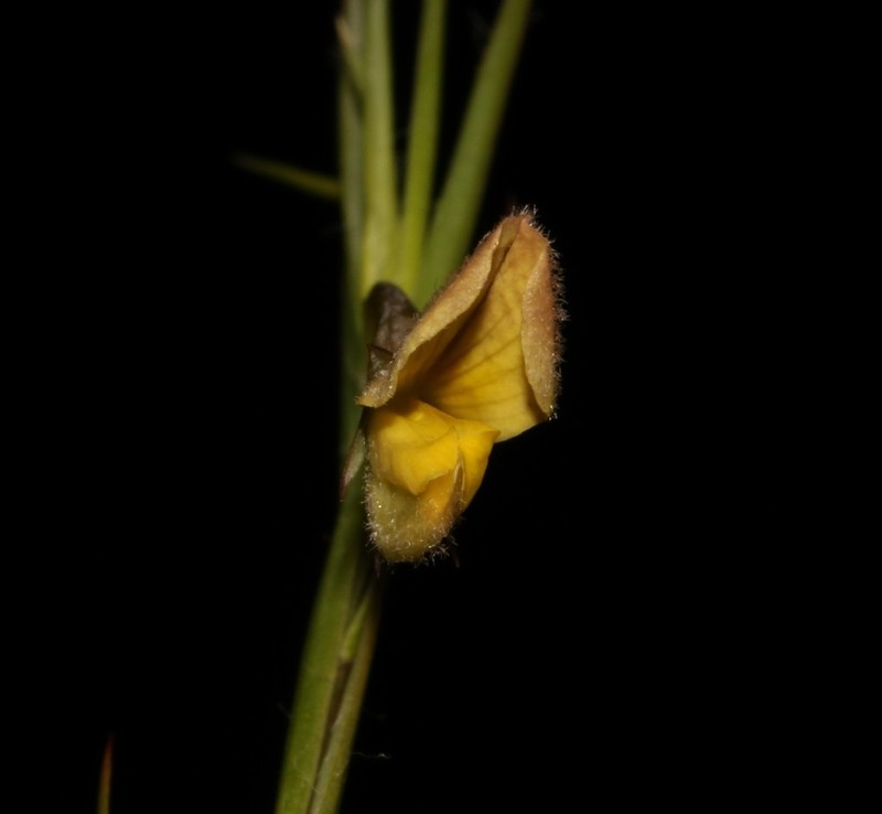Aspalathus lanceifolia