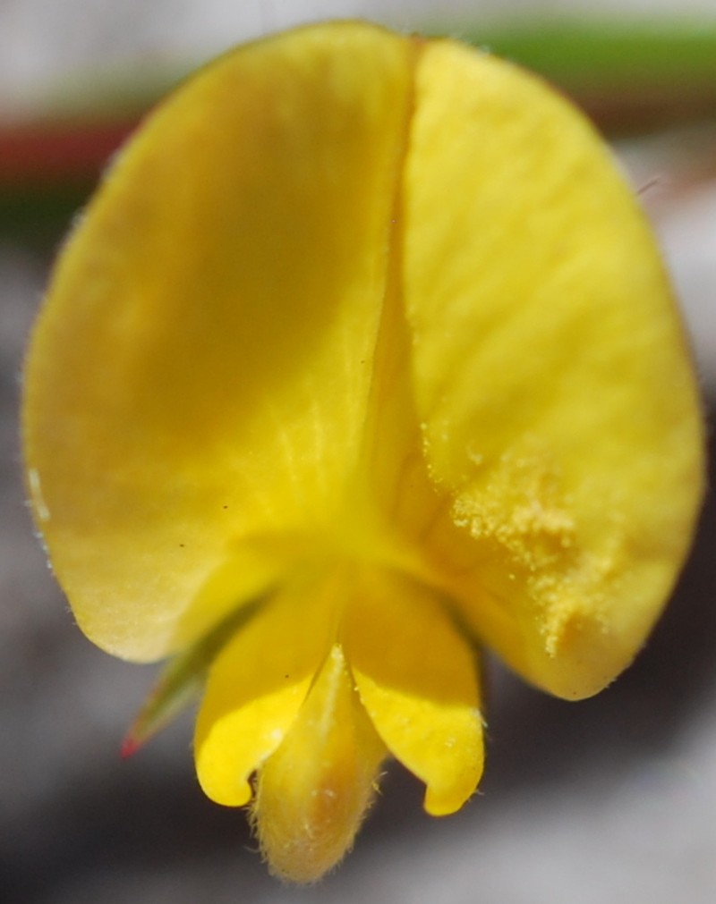 Aspalathus lanceifolia photo 3