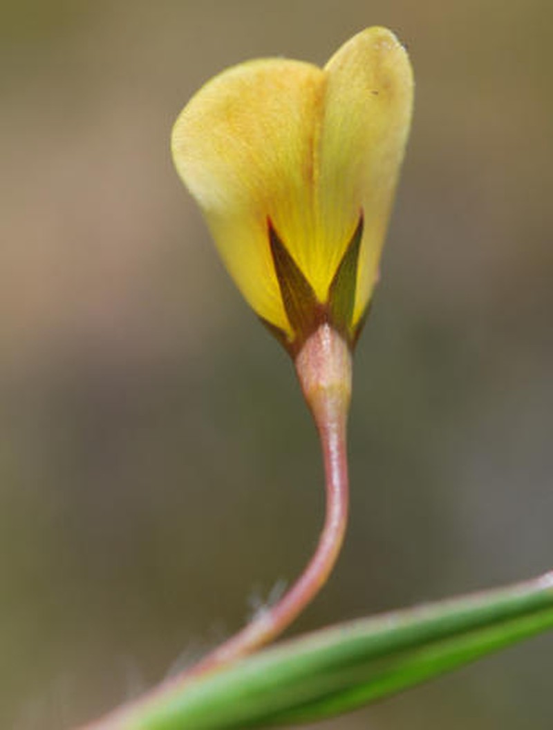 Aspalathus lanceifolia photo 4