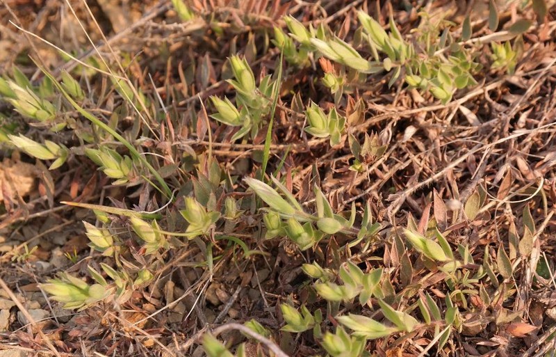 Aspalathus lanifera