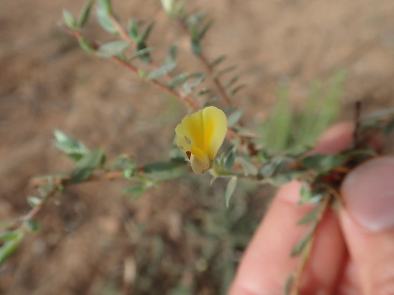 Aspalathus lanifera photo 2