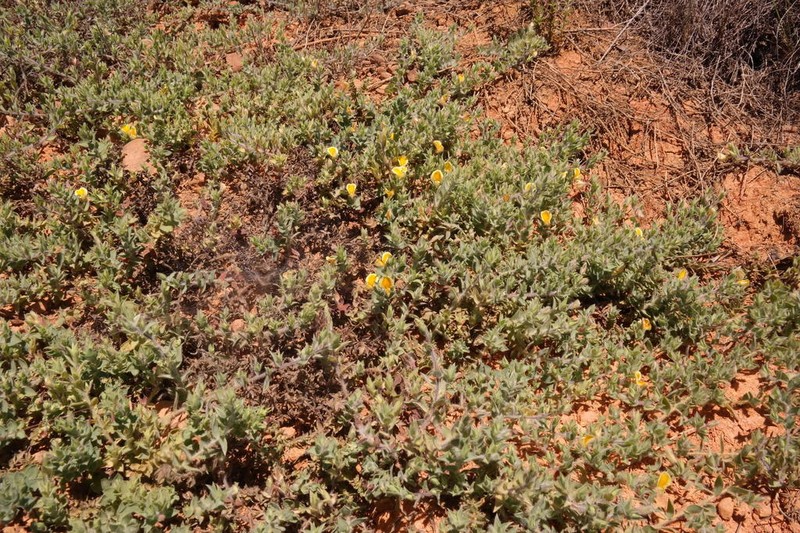 Aspalathus lanifera photo 3