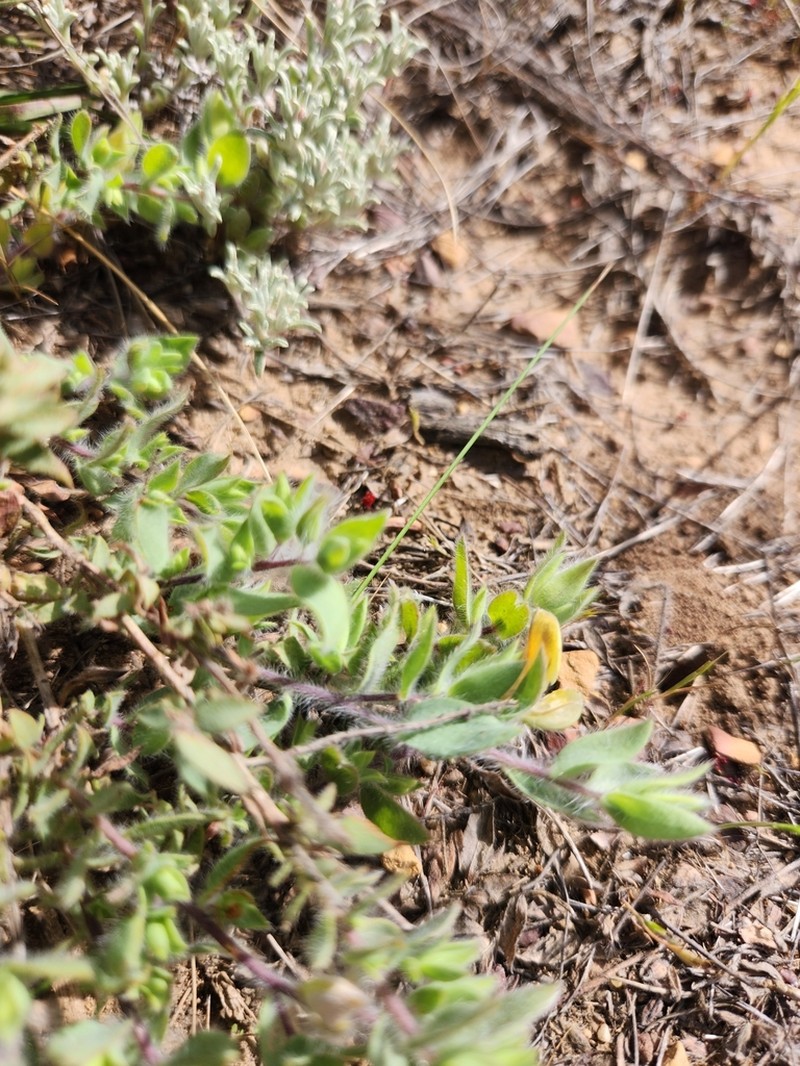 Aspalathus lanifera photo 5