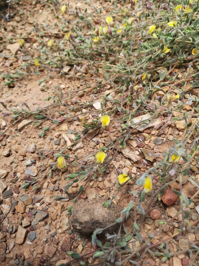 Aspalathus lanifera photo 6