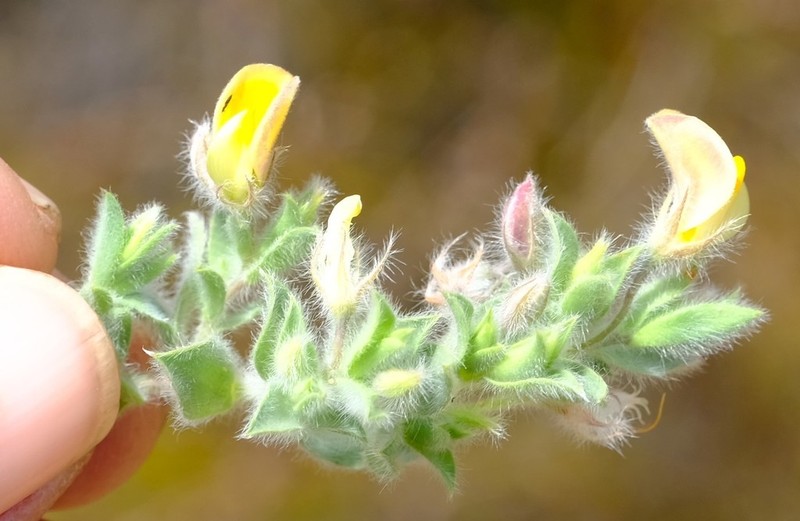 Aspalathus lanifera photo 7