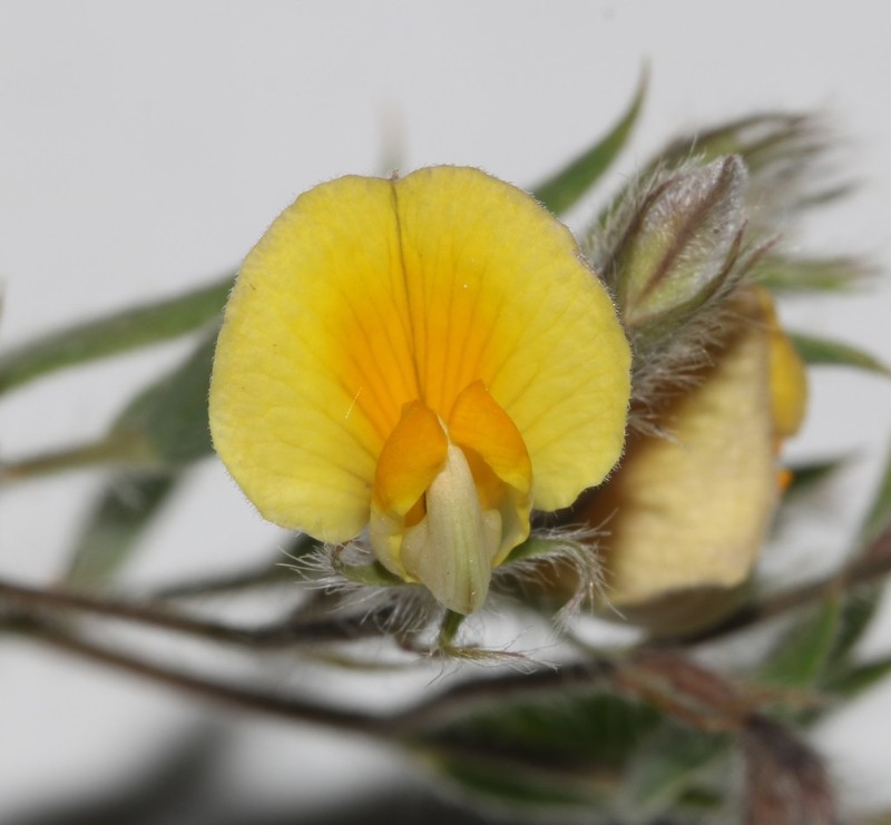 Aspalathus lanifera photo 8
