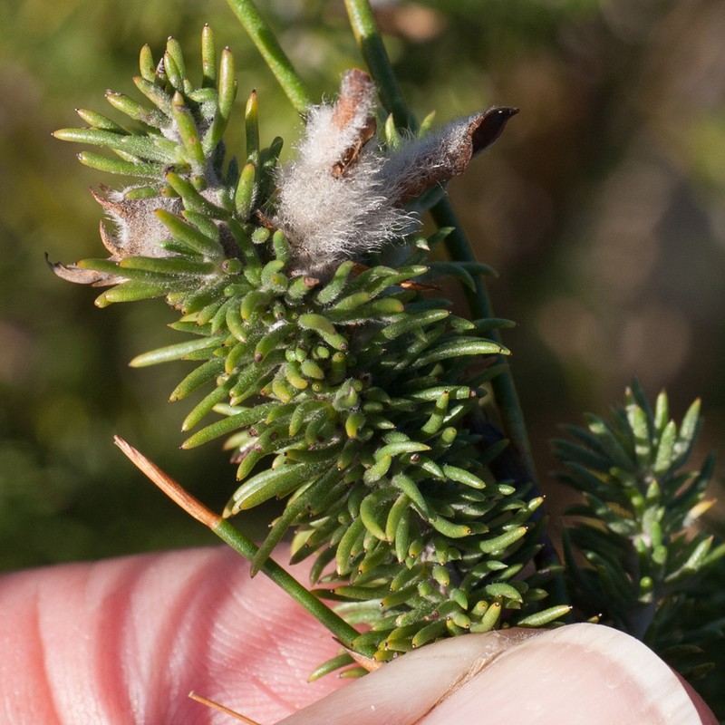 Aspalathus laricifolia