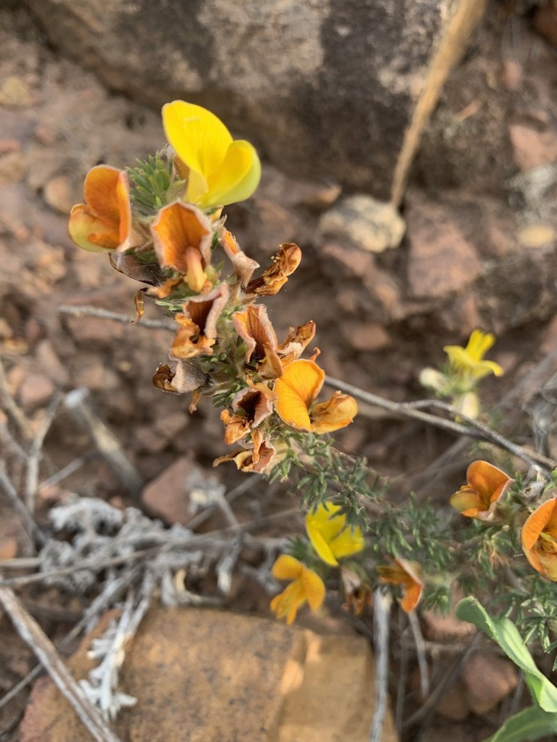 Aspalathus laricifolia photo 2