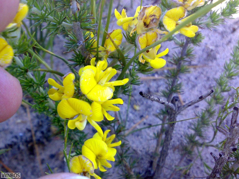 Aspalathus laricifolia photo 3