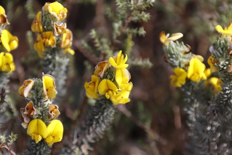 Aspalathus laricifolia photo 4
