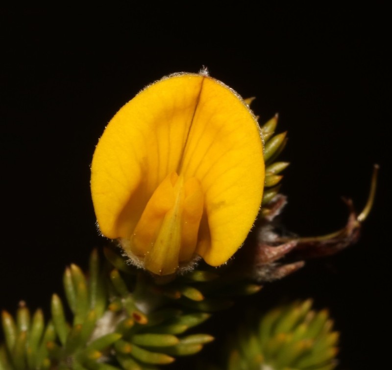 Aspalathus laricifolia photo 5