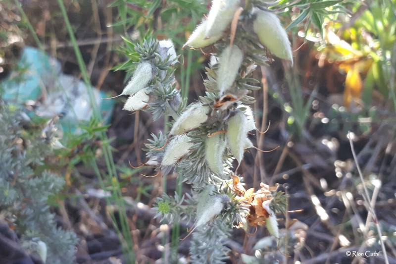 Aspalathus laricifolia photo 6