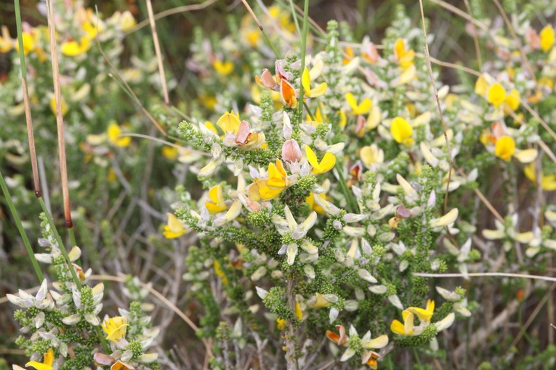 Aspalathus laricifolia photo 7