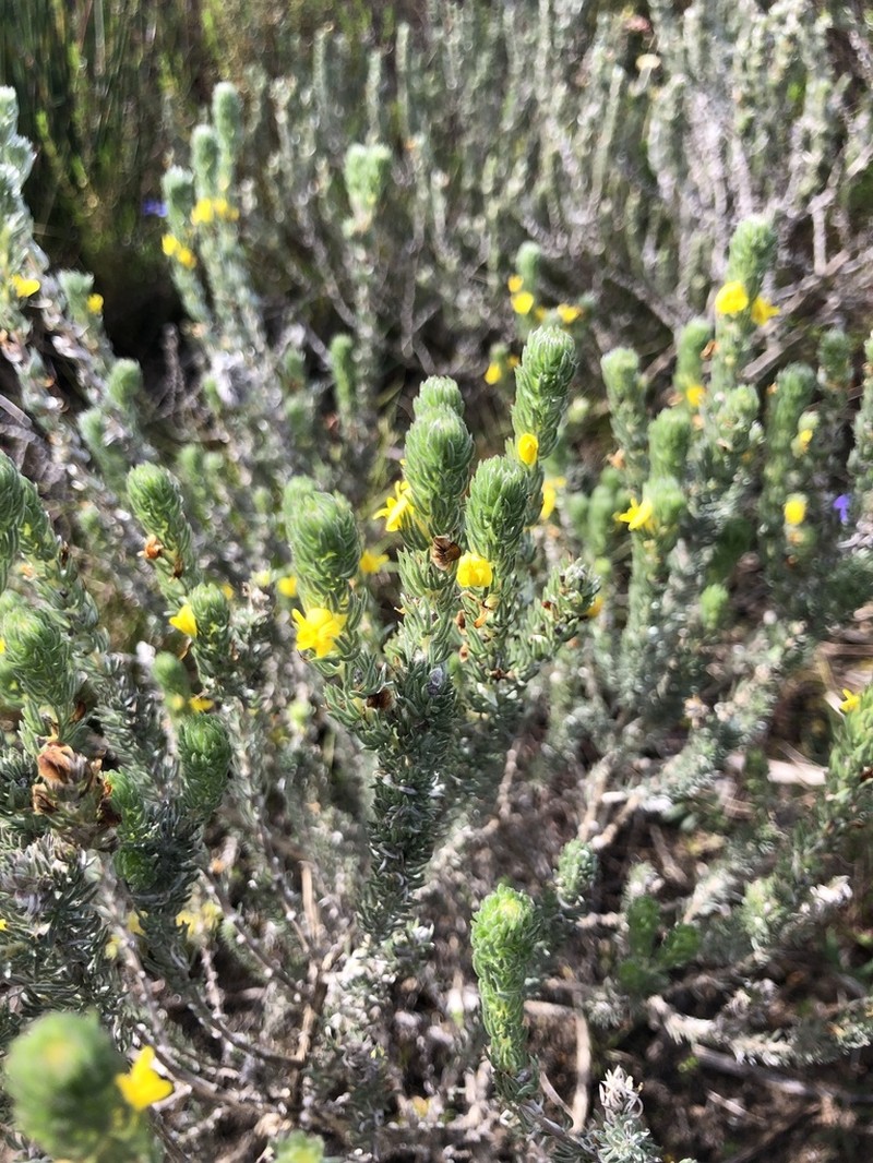 Aspalathus laricifolia photo 8