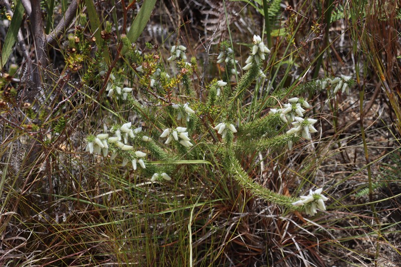 Aspalathus laricifolia subsp. laricifolia photo 2