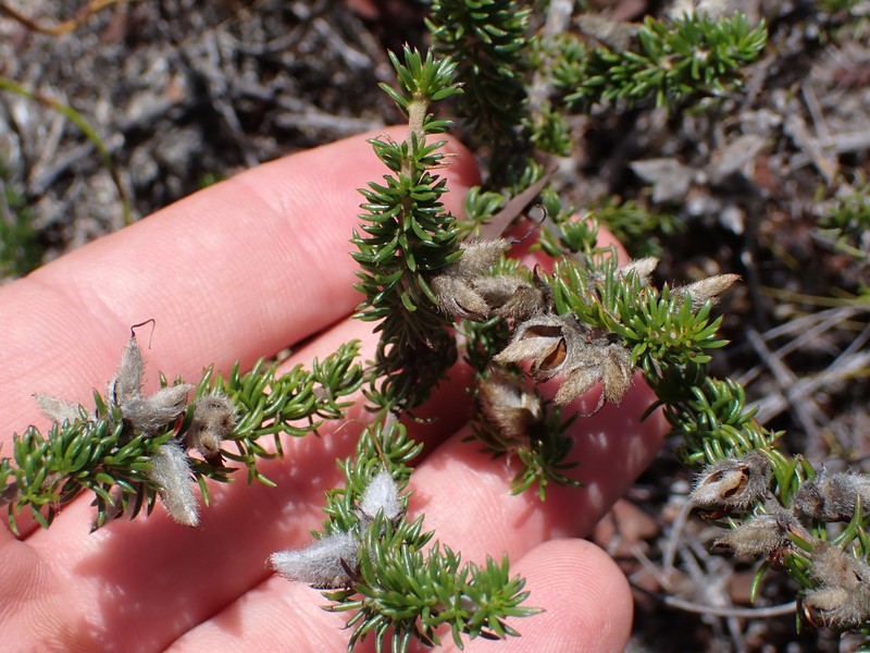 Aspalathus laricifolia subsp. laricifolia photo 3