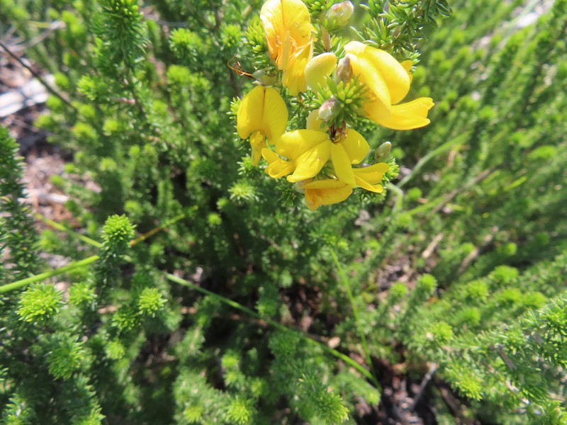 Aspalathus laricifolia subsp. laricifolia photo 4