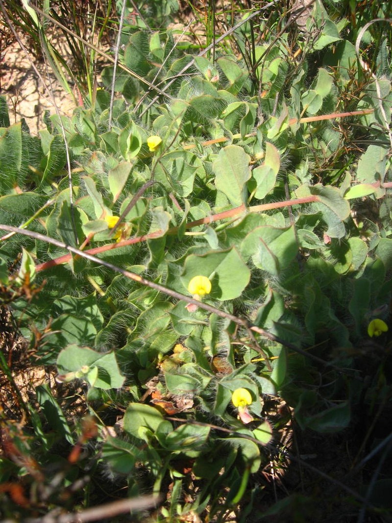 Aspalathus latifolia photo 2