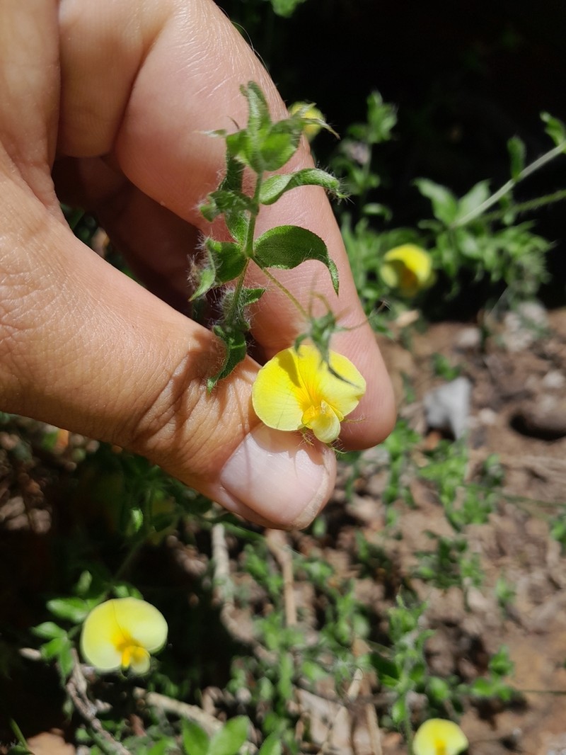 Aspalathus latifolia photo 3