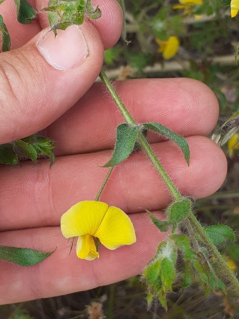 Aspalathus latifolia photo 4