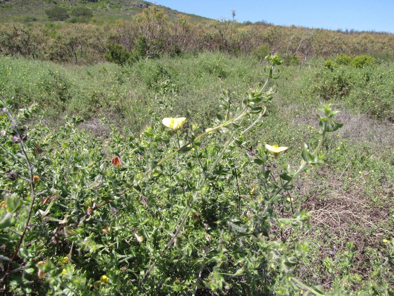 Aspalathus latifolia photo 5