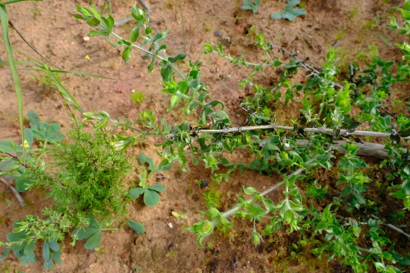 Aspalathus latifolia photo 6