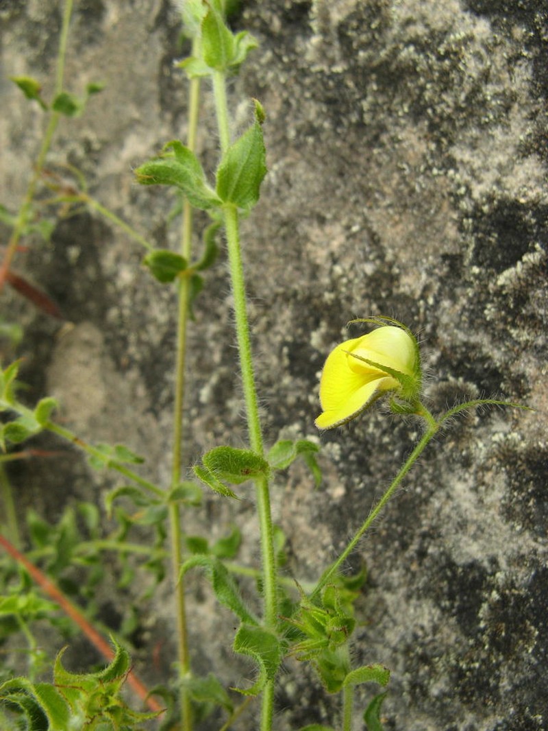 Aspalathus latifolia photo 7
