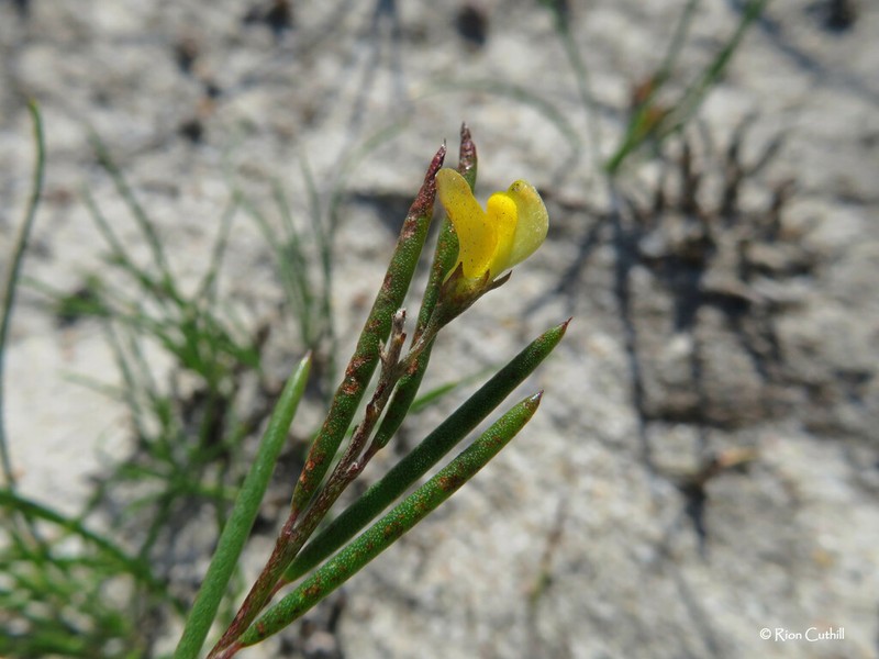 Aspalathus lebeckioides