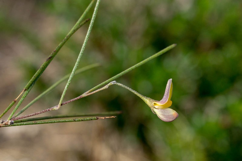 Aspalathus lebeckioides photo 2