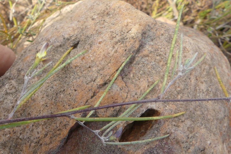 Aspalathus lebeckioides photo 3