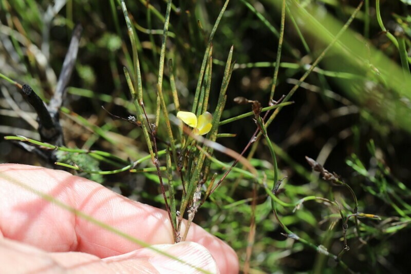 Aspalathus lebeckioides photo 4
