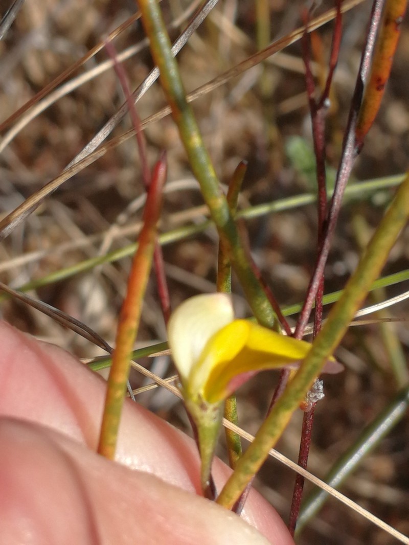 Aspalathus lebeckioides photo 5