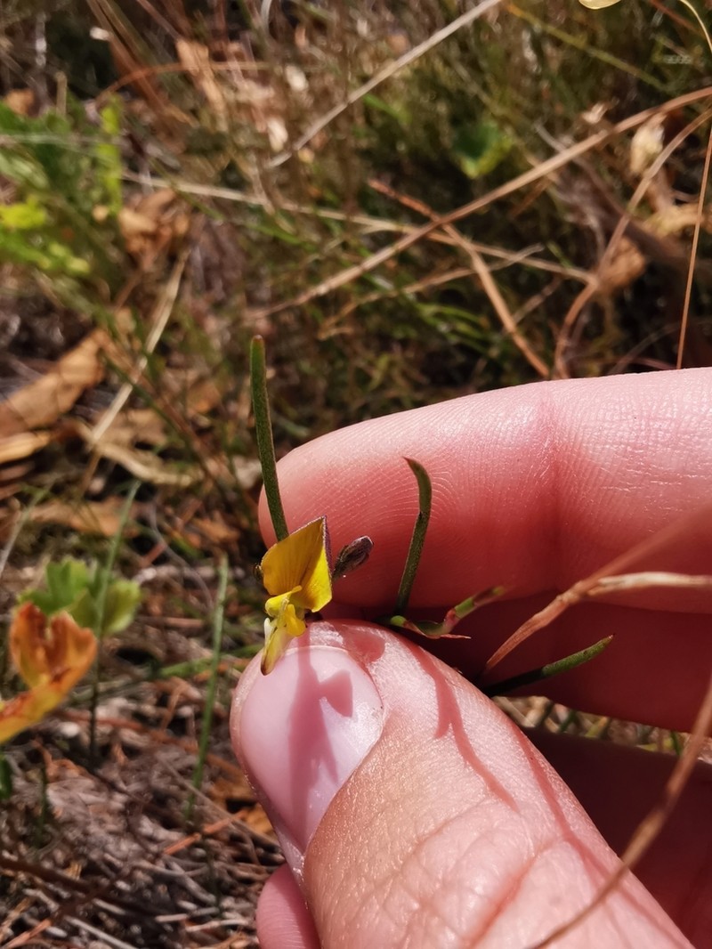 Aspalathus lebeckioides photo 6