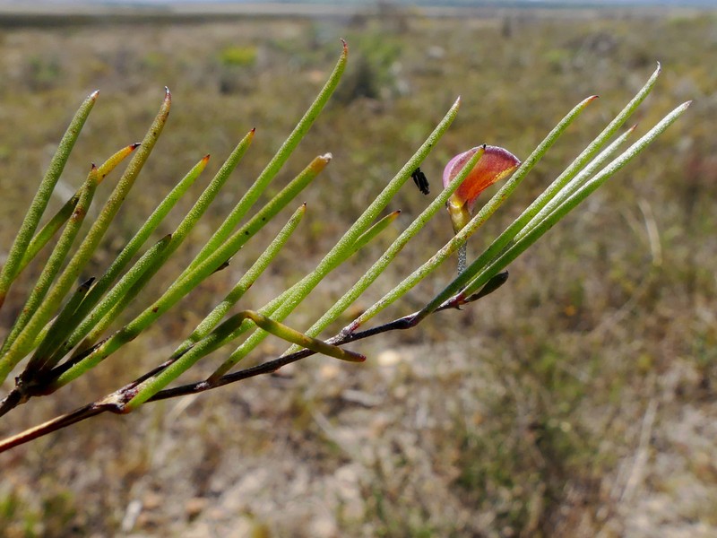 Aspalathus lebeckioides photo 7
