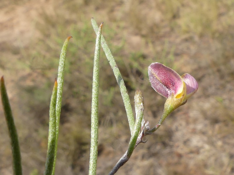 Aspalathus lebeckioides photo 8