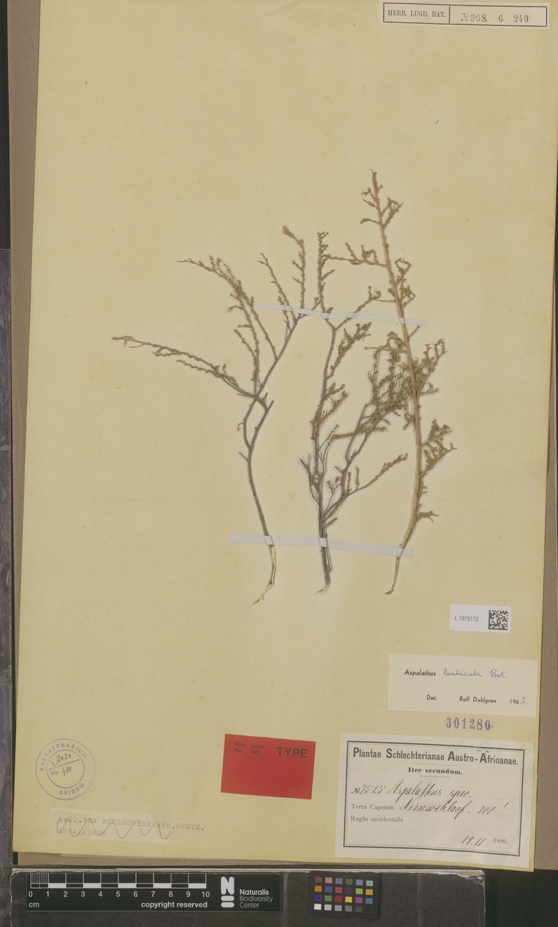 Aspalathus lenticula