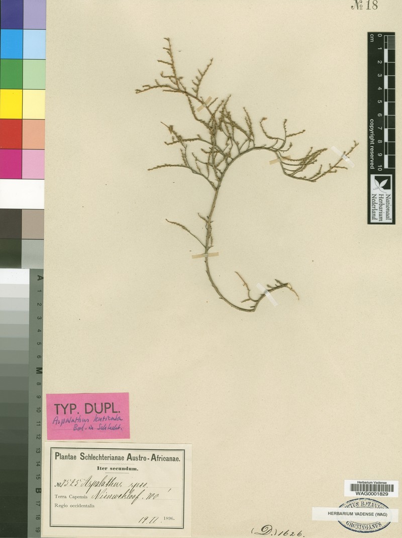 Aspalathus lenticula photo 2